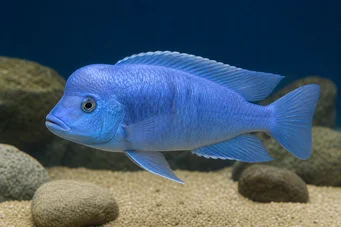 Cyrtocara moorii (Haplo mavisi)