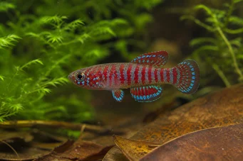 Dario dario Badis Bengalensis