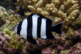 Dascyllus melanurus (Siyah -Tailed Lady)