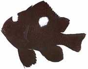 Dascyllus trimaculatus Üç nokta