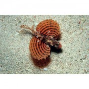 Dendrochirus brachypteru... Cüce