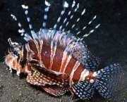 Dendrochirus zebra Cüce puanı