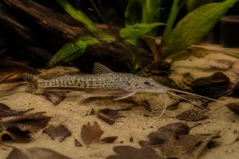Dianema longibarbis Porthole yayın balığı