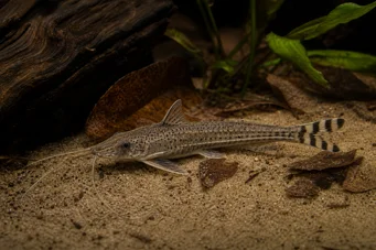 Dianema urostriata Çizgili