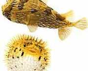 Diodon holocanthus Dikenli üfleyici