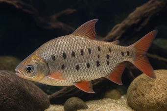 Distichodus decemmaculatus Cüce distichodus