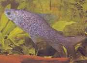 Distichodus notospilus Distichness gölgesi