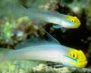 Eleotrides strigatus İpeksi gobia mavi yanak...