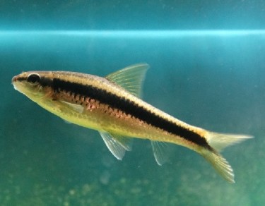 Epalzeorhynchus siamensi... Siyam Direksiyon Tilki, ...