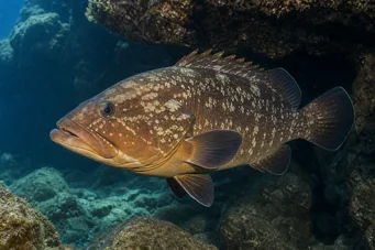 Epinephelus marginatus Orfoz