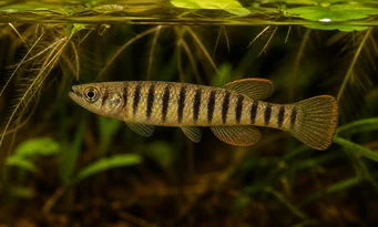 Epiplatys fasciolatus Epiplatys fasciolatus