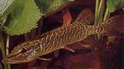 Esox lucius Avrupa turşusu