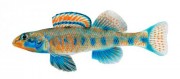 Etheostoma obama Obama direği