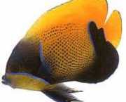 Euxiphipops navarchus Japon etkinliği