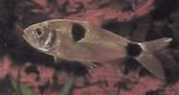 Exodon paradoxus İki noktalı tetra kaplanı