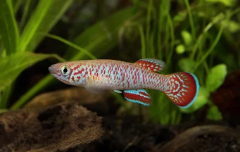 Fundulopanchax gardneri Aphyo du Nijer