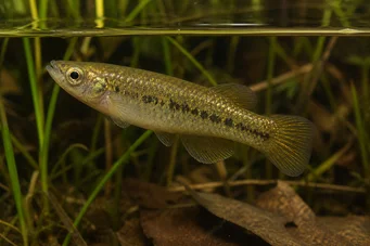Fundulus chrysotus Altın Kulaklı Killi