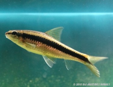 Garra cambodgiesis Pièrres yalamak