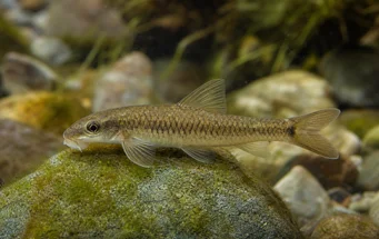 Garra cambodgiesis (Pièrres yalamak)