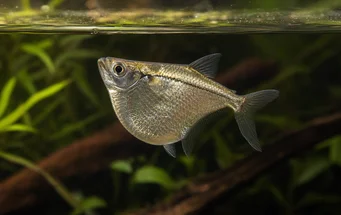 Gasteropelecus sternicla (Gümüş rengi)