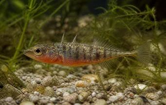 Gasterosteus aculeatus (Üç -Thoroughbred Epinoche)