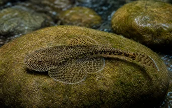 Gastromyzon punctulatus (Noktalanmış loche)