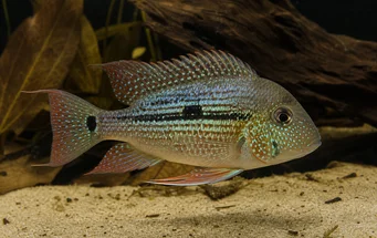 Geophagus daemon (Jeofagus arka planı)