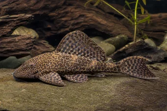glyptoperichtys joselimaianus (L001)