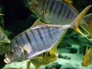 Gnathanodon speciosus Vale