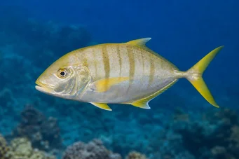 Gnathanodon speciosus Vale