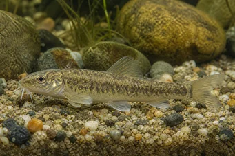Gobio albipinnatus (Beyaz yüzgeçler)