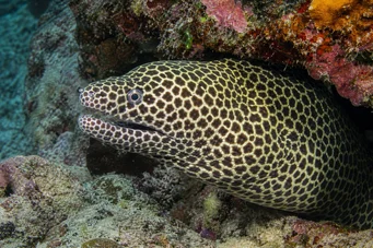 Gymnothorax favagineus Leopar duvarı
