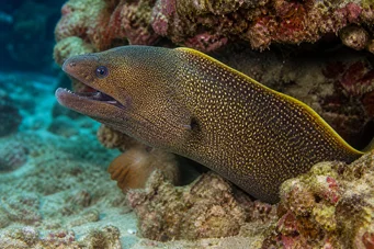 Gymnothorax flavimarginatus Sarı kenar duvar
