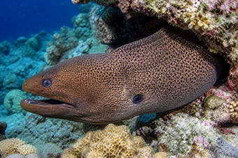 Gymnothorax javanicus Dev duvar