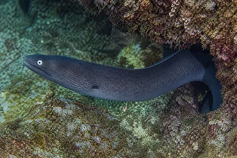 Gymnothorax monochrous Gri duvar