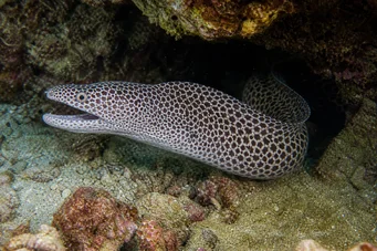 Gymnothorax rueppelliae Sarı başlık