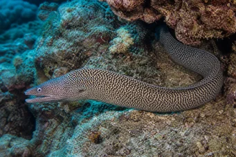 Gymnothorax undulatus Dalgalı duvar