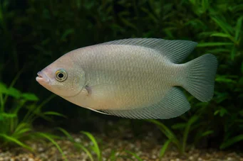 Helostoma temmincki (Öpüşme - Gourami Cumbership)