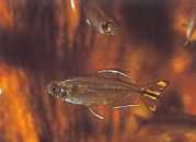 Hemigrammopetersius caud... Sarı ile Kongo Tetra