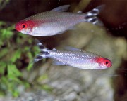 Hemigrammus bleheri Kırmızı ağız tetra