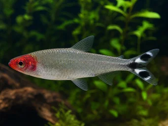 Hemigrammus bleheri