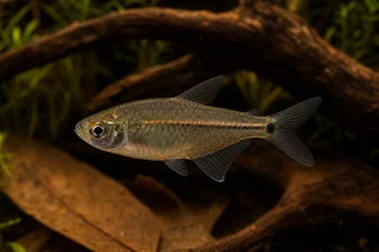 Hemigrammus hyanuary (Yeşil Neon veya Tetra-Costello)