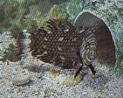 Hemipteronotus taeniouru... Maskeli laboratuvar