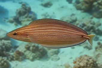 Hemipteronotus taeniourus Maskeli laboratuvar