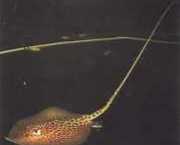 Himantura oxyrhynchus Hint-Avustralya benekli ...