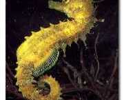 Hippocampus guttulatus Akdeniz hipokampus