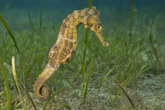 Hippocampus guttulatus (Akdeniz hipokampus)