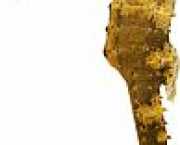 Hippocampus kuda Yaldızlı hipokampus