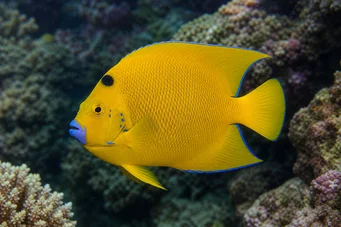 Holacanthus trimaculatus Üç nokta