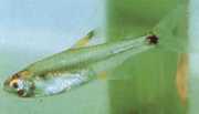 Holoshestes pequira Turuncu leke tetra